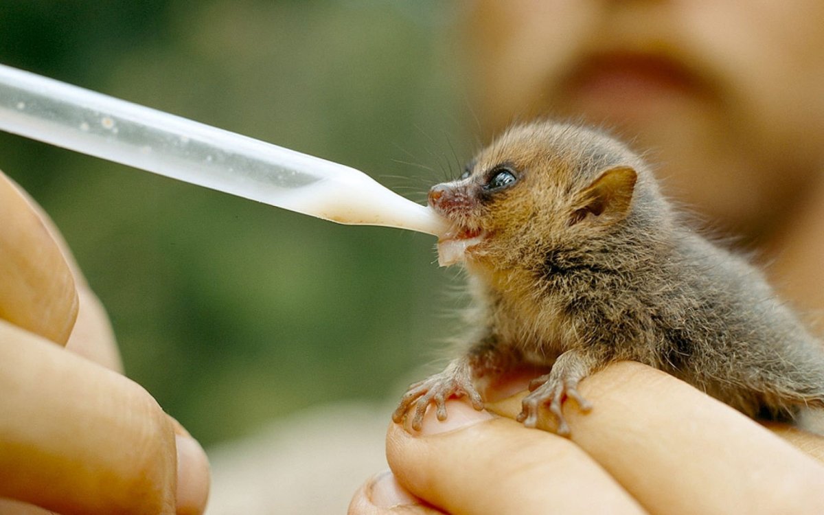 Капуцин тонкотел