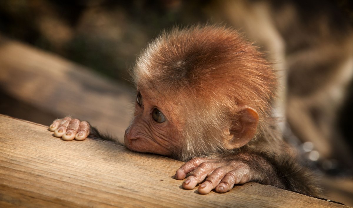 Императорский Тамарин детеныш