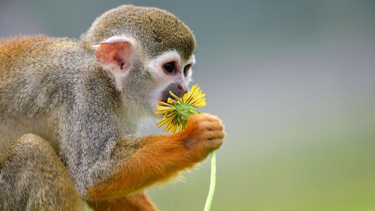 Милые обезьянки