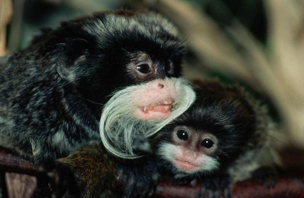Мармозетка обезьянка