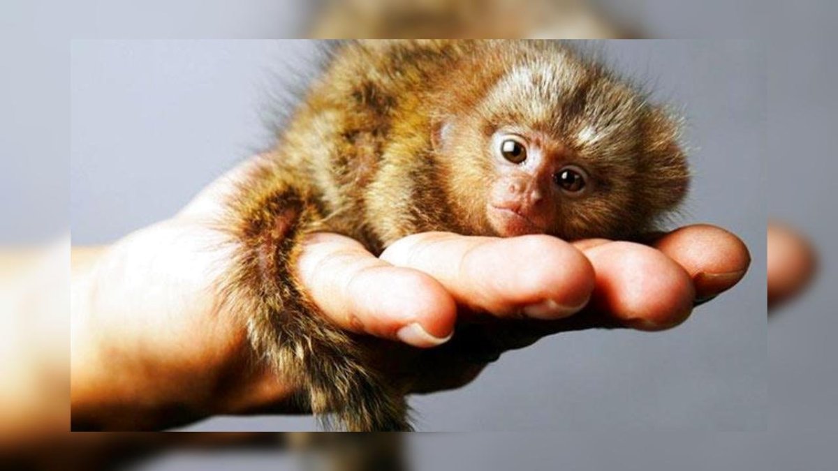 Лилия мармозетка