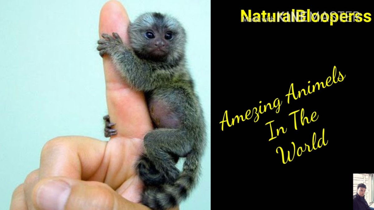 Маленькая обезьянка Биби