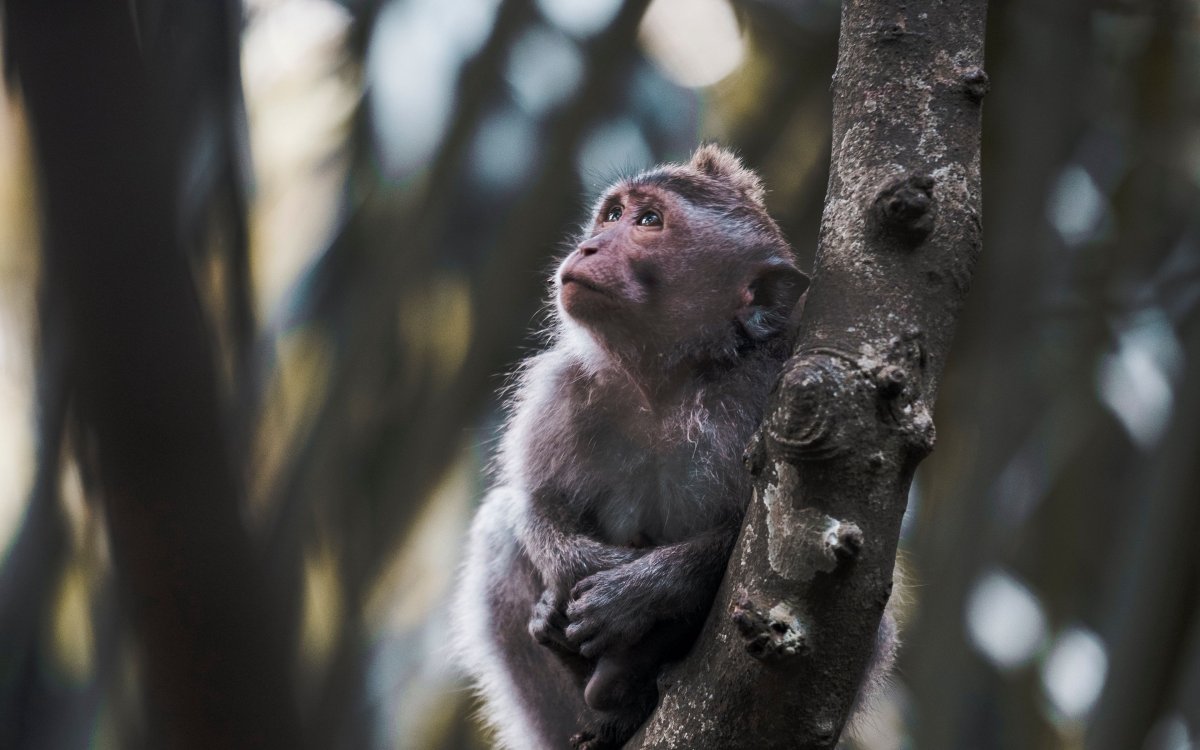 Кунац меймун