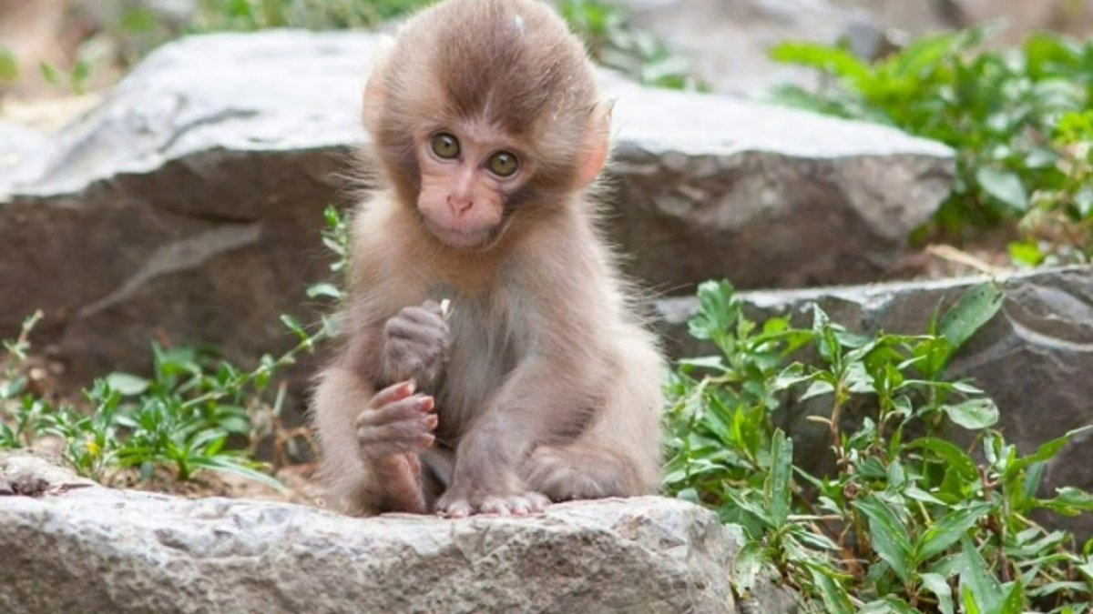 Игрунка обыкновенная (уистити)