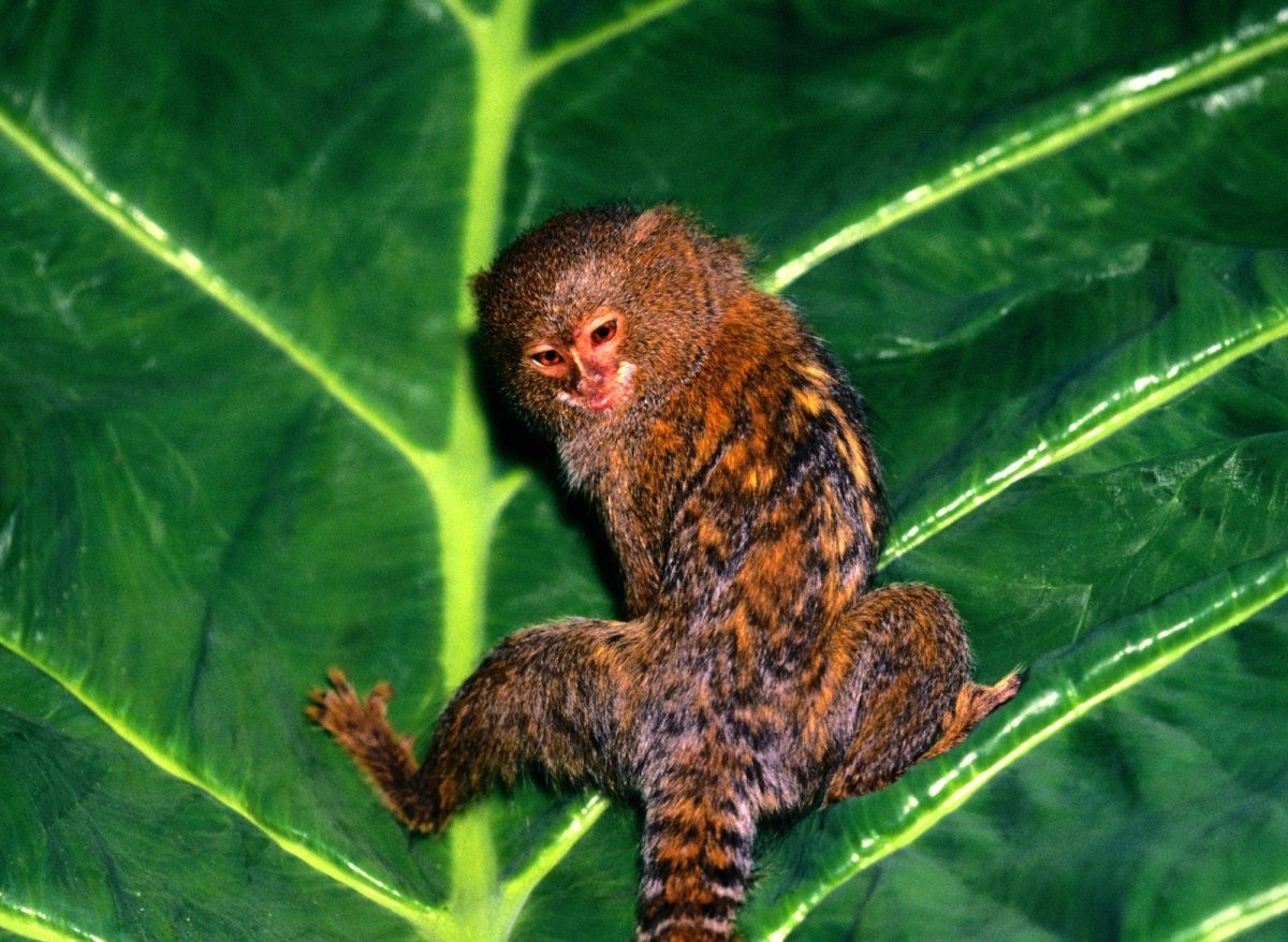 Желтобрюхий капуцин