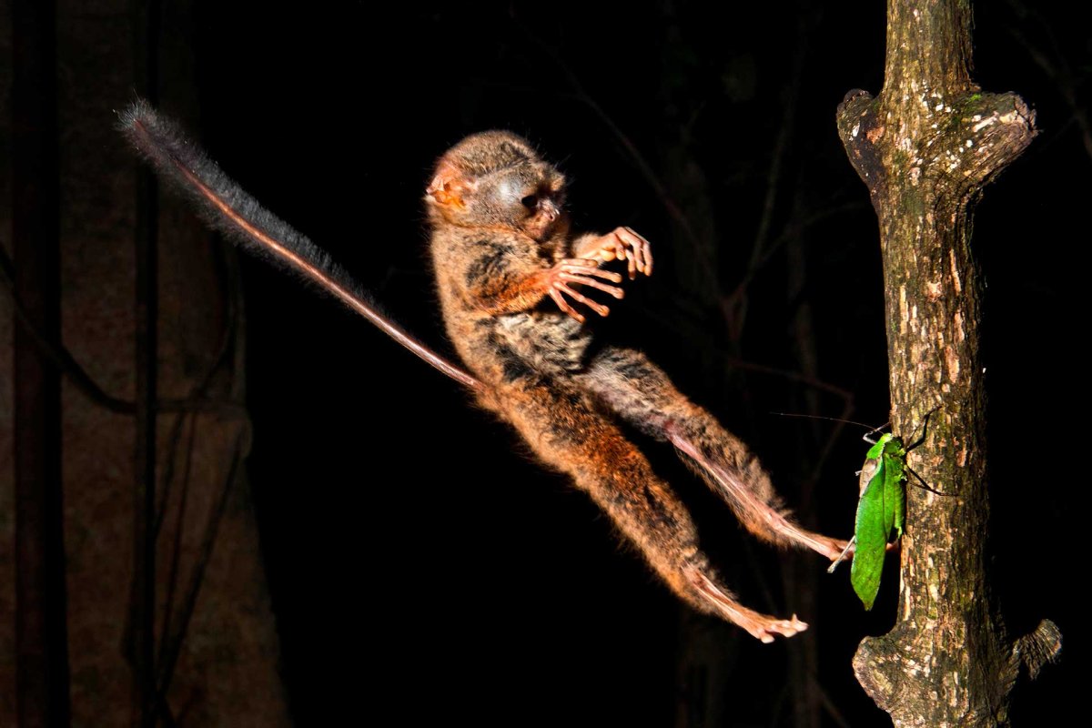 Маймун макаки