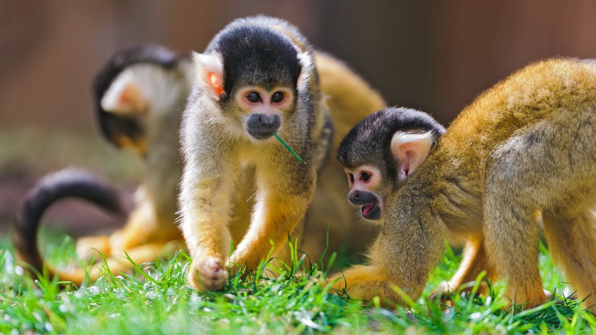 Белоухая игрунка