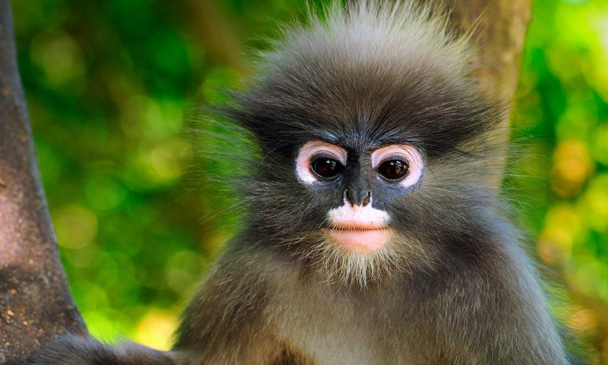 Маленькая обезьянка улыбается