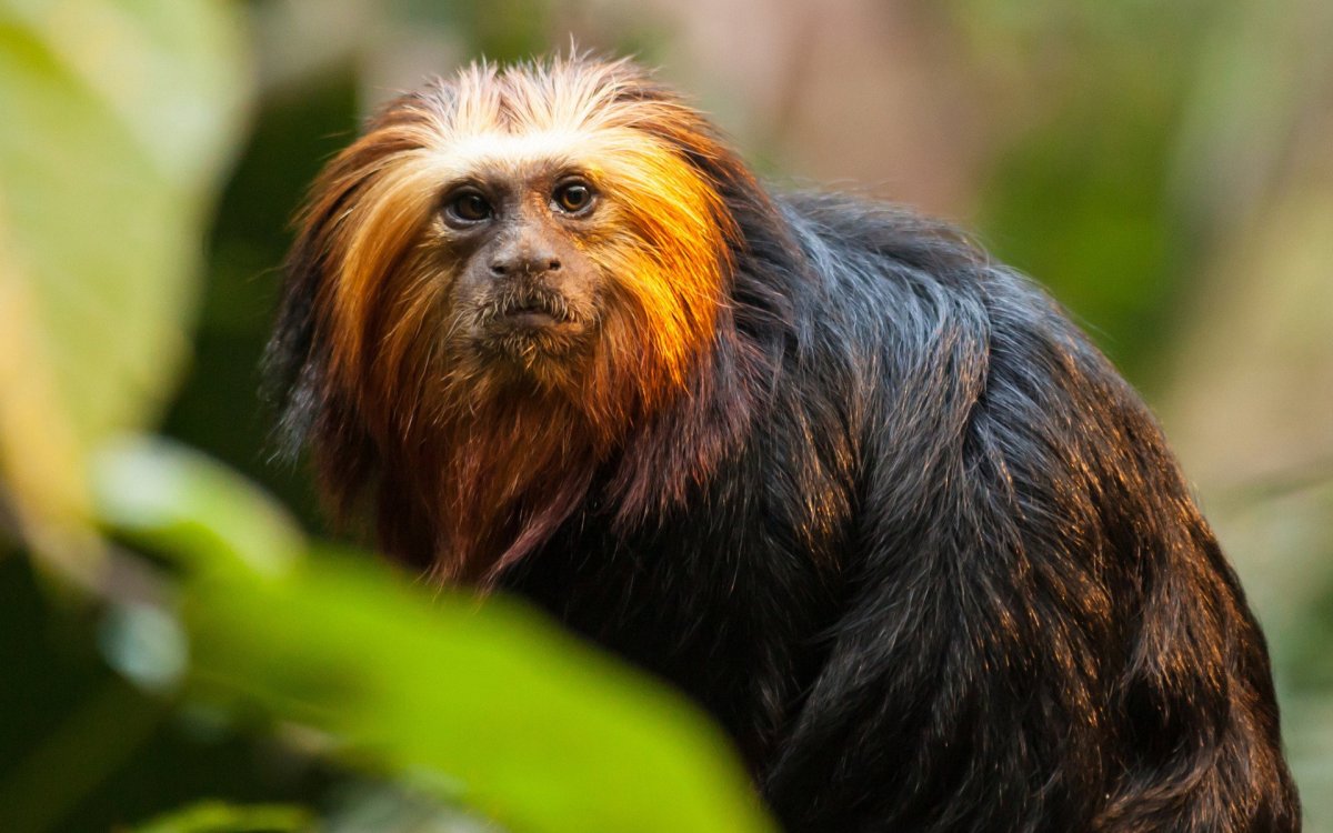 Карликовые игрунки едят