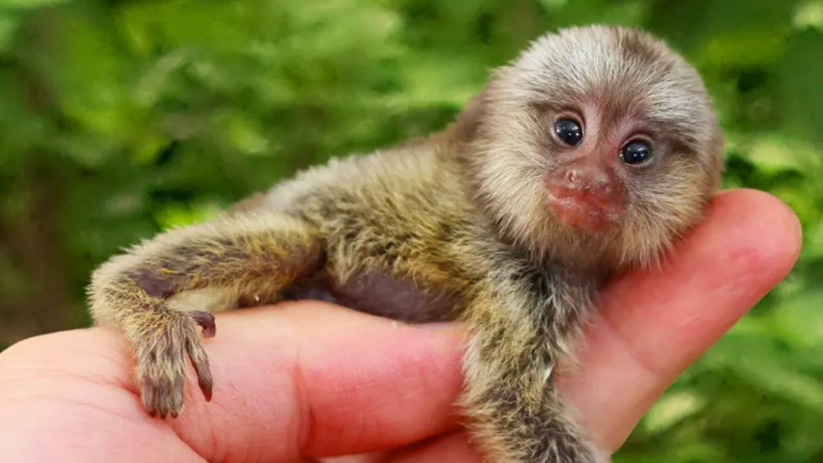 Милые обезьянки