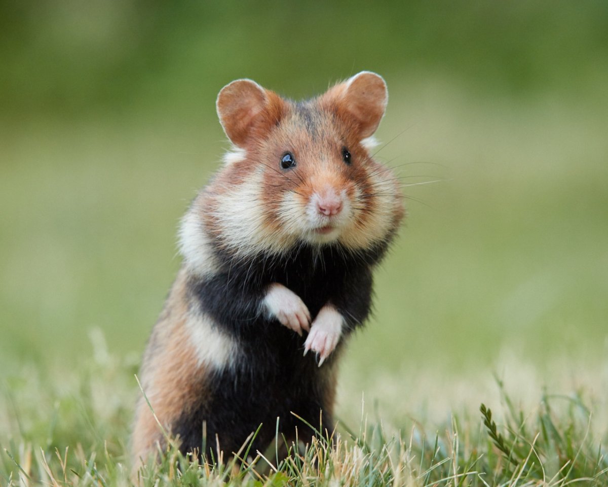 Интересные факты о грызунах