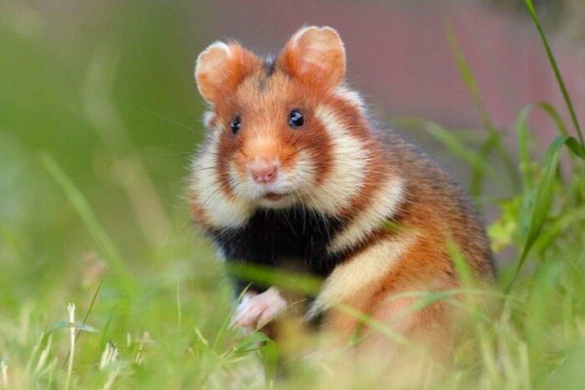 Обыкновенный хомяк Cricetus Cricetus