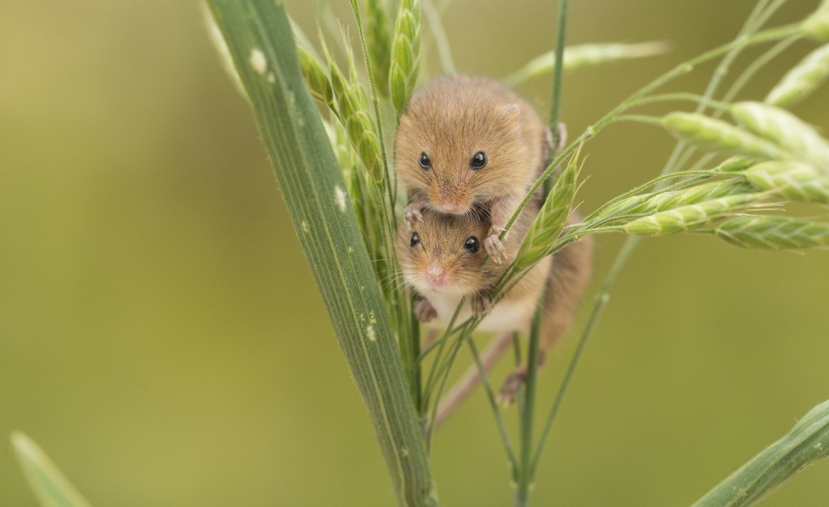 Полевой хомяк карбыш