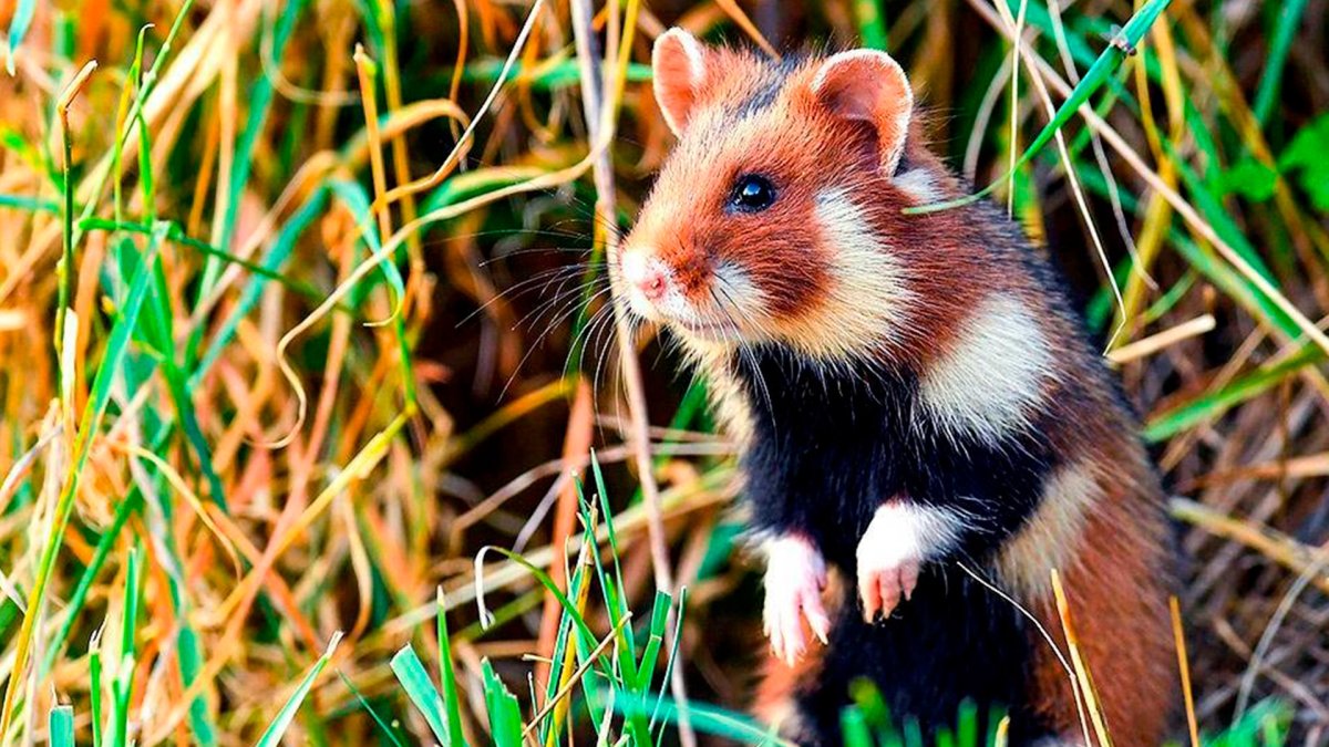 Обыкновенный хомяк карбыш