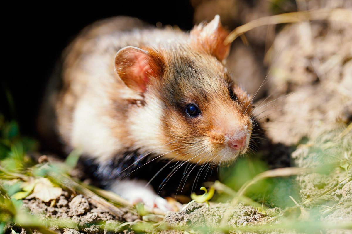 Полевка хомяк