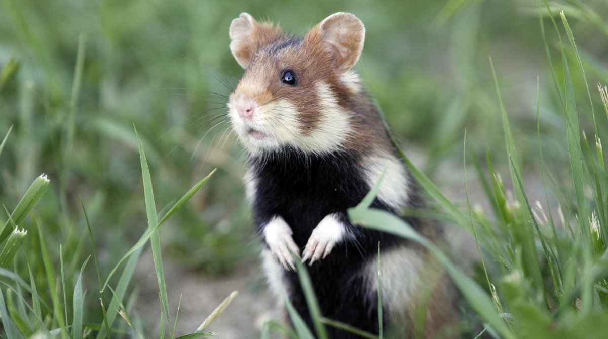 Обыкновенный хомяк