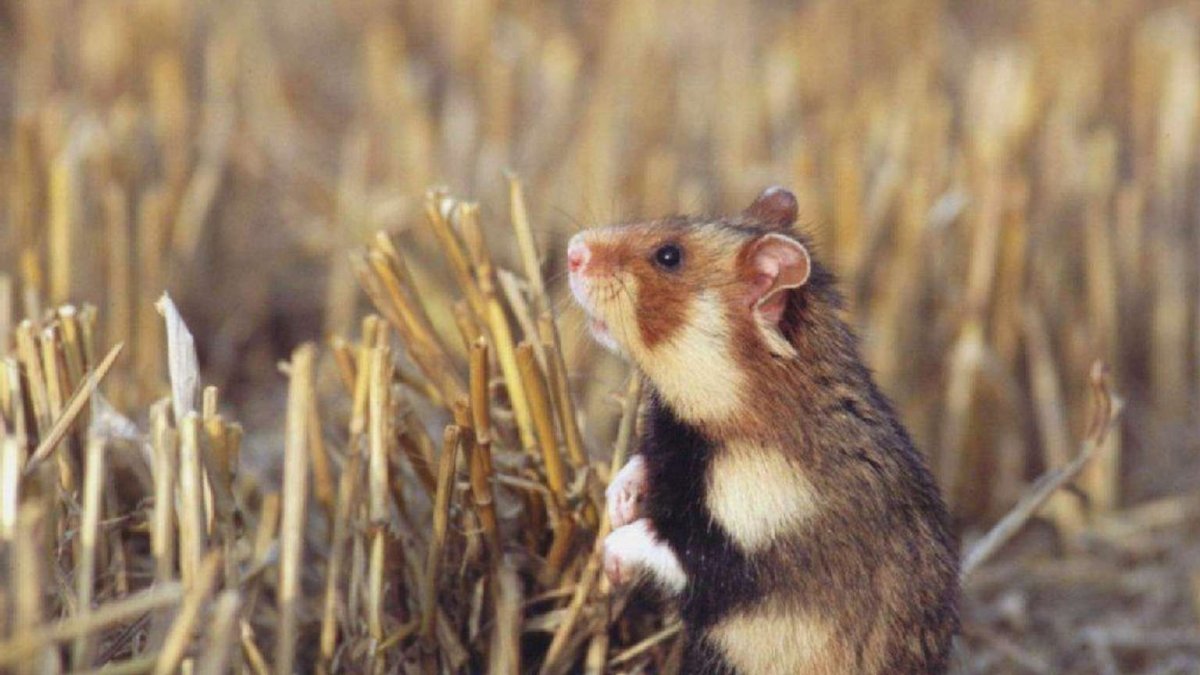 Орешниковая Соня гнездо