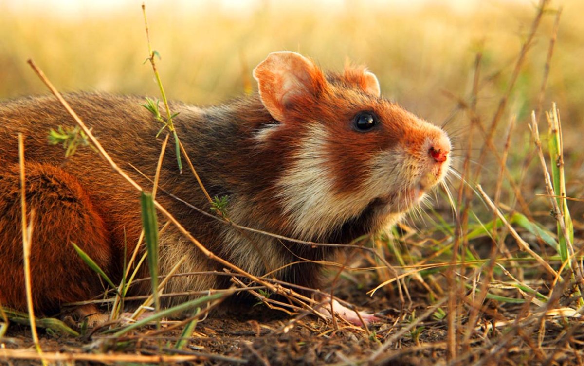 Полевой хомяк
