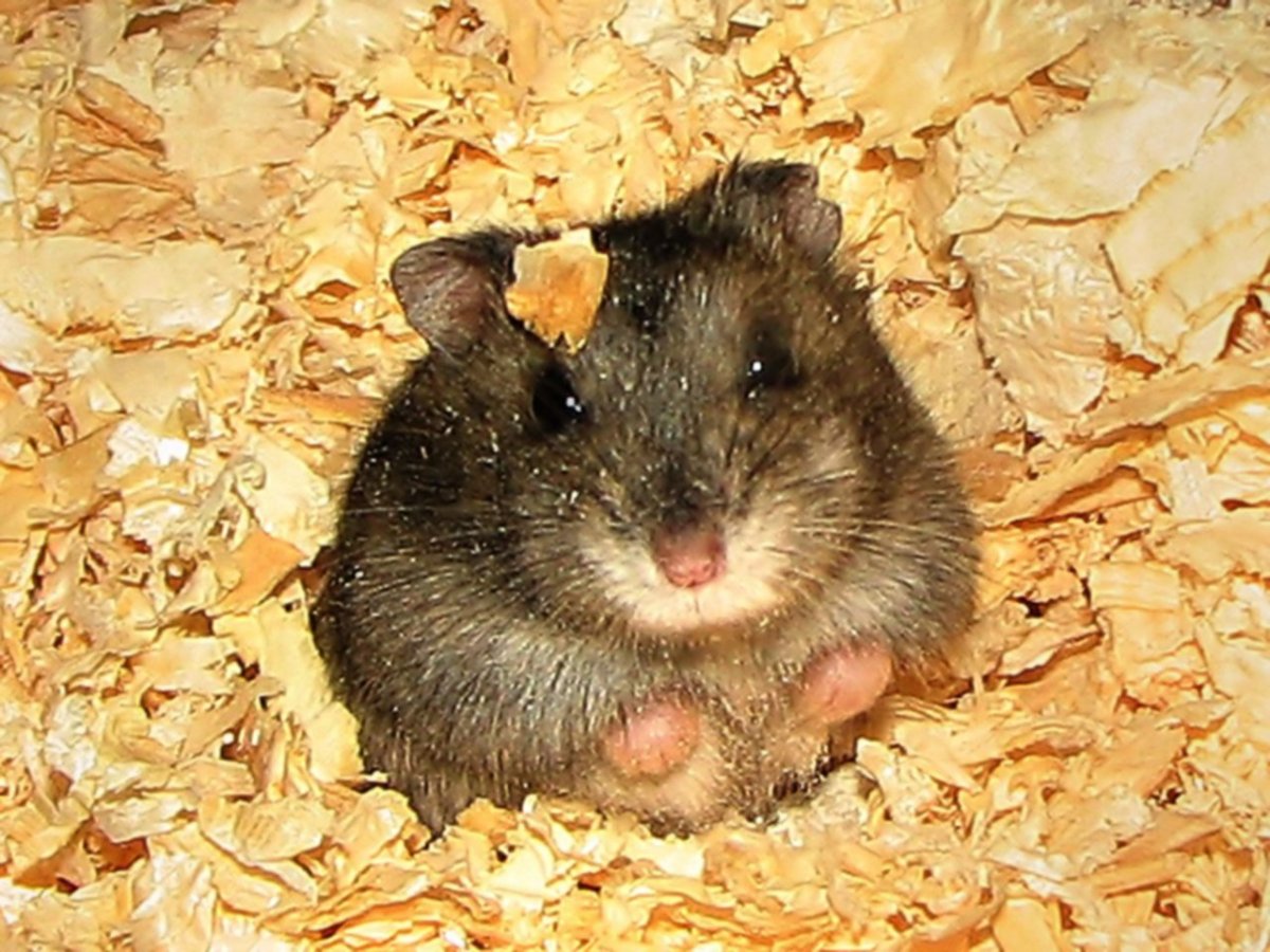 Полевой хомяк карбыш