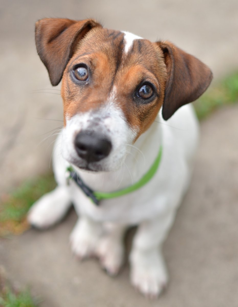 Собака Джек Рассел терьер