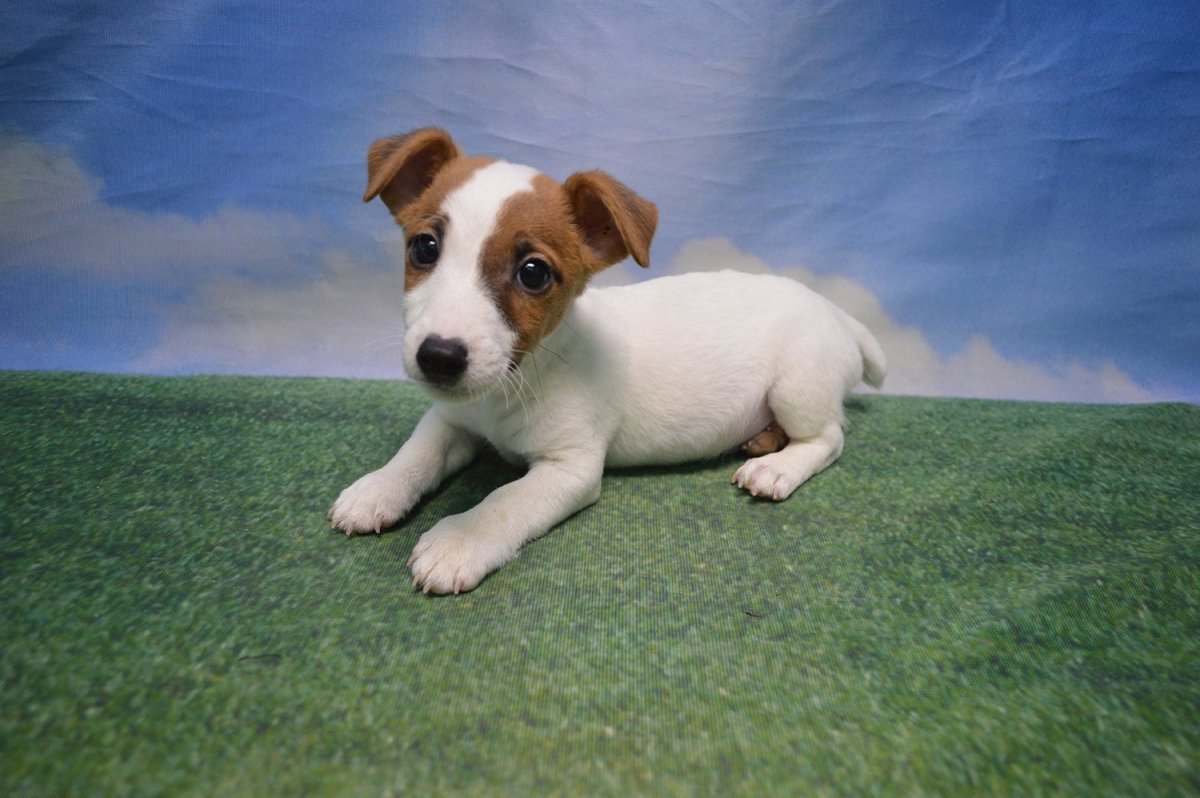 Собака Джек Рассел терьер