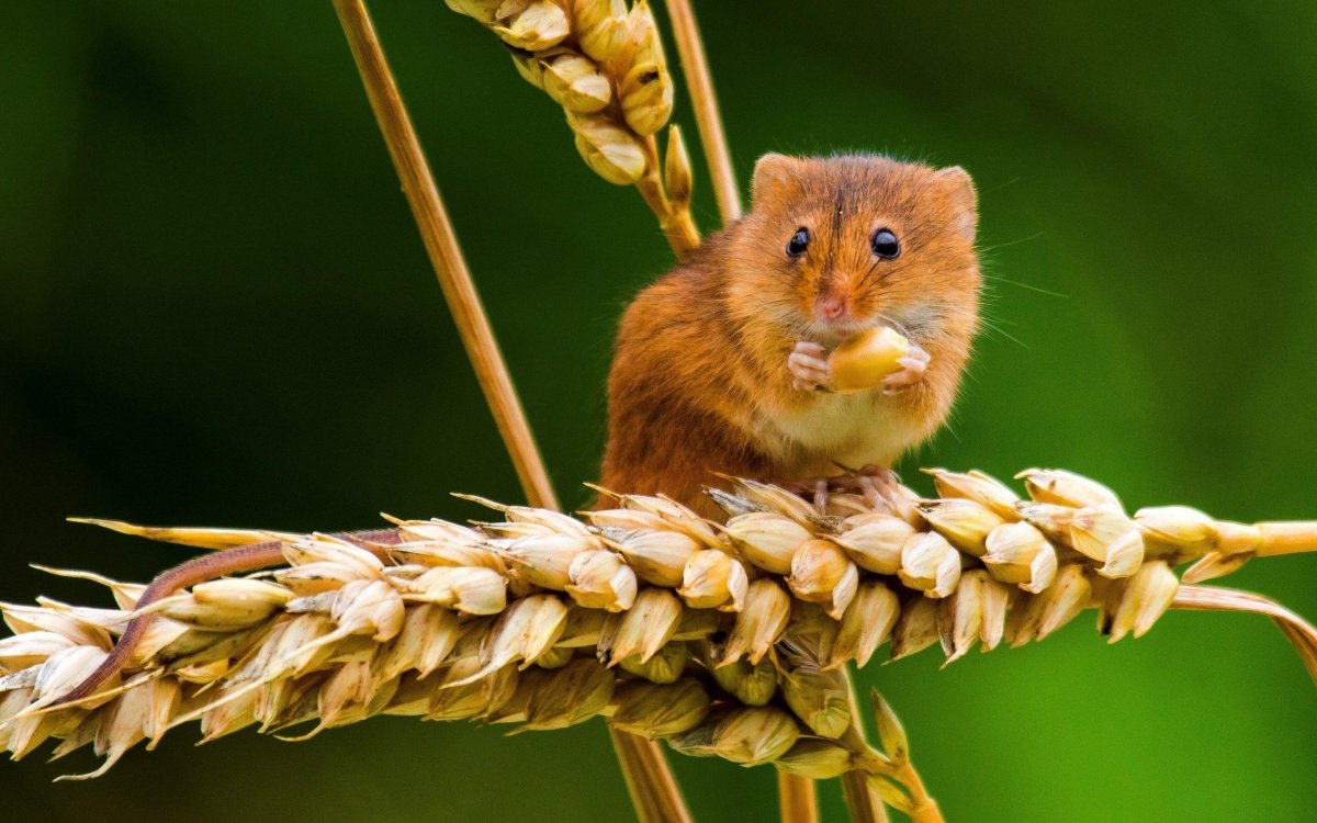 Земляной хомяк карбыш