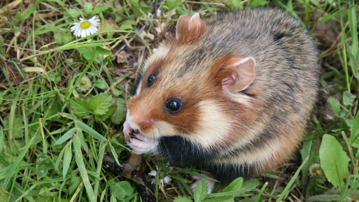 Хомяк и белка