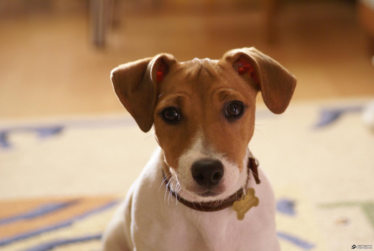 Джек Рассел терьер Майо