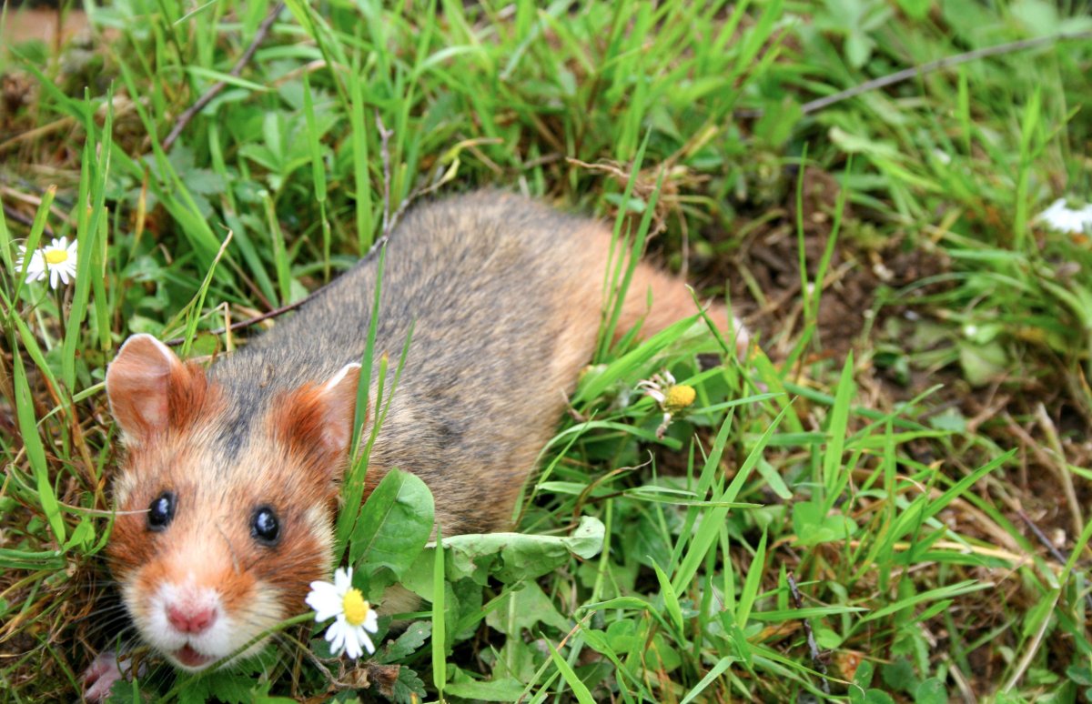 Мышовка Лесная гнездо