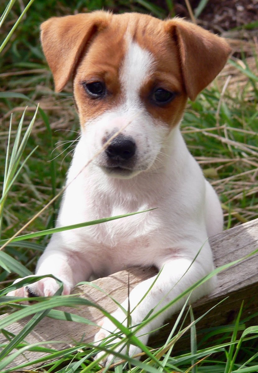 Майло порода