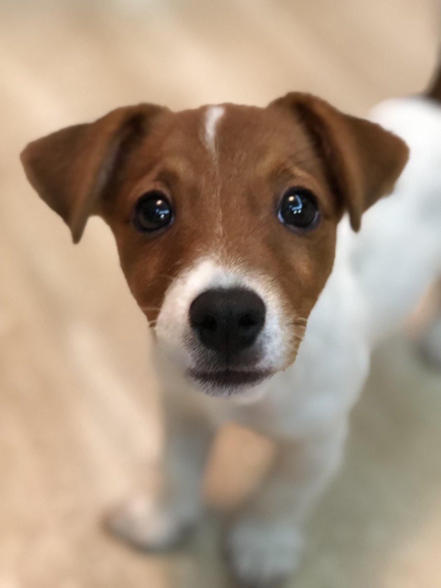 Питомник Парсон Джек Рассел терьер