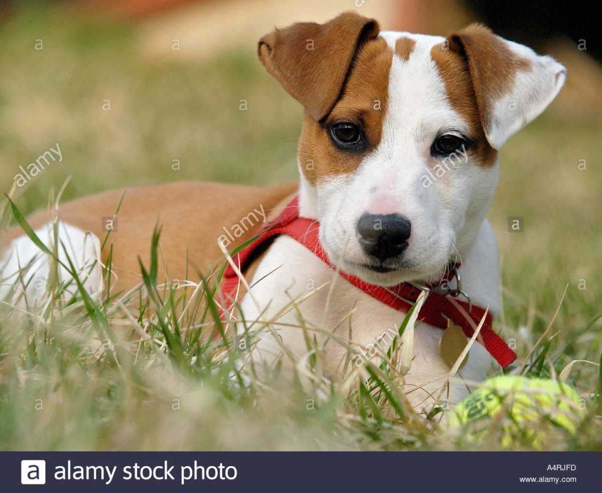 Джек-Рассел-терьер Майло