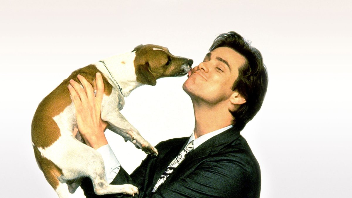 Джек Рассел терьер Майо