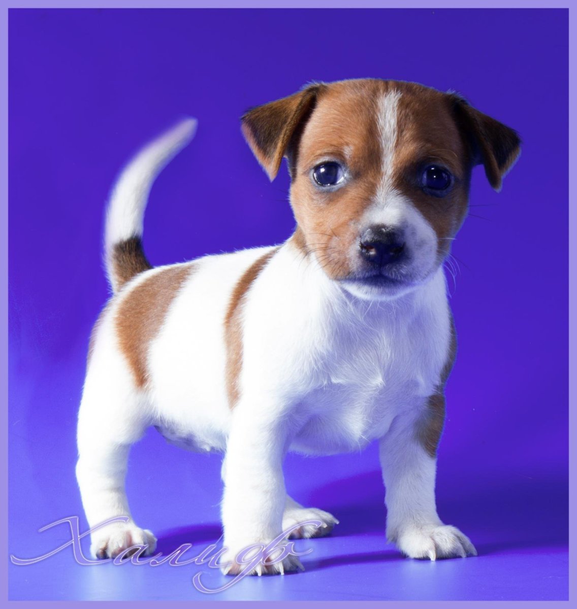 Рассел терьер