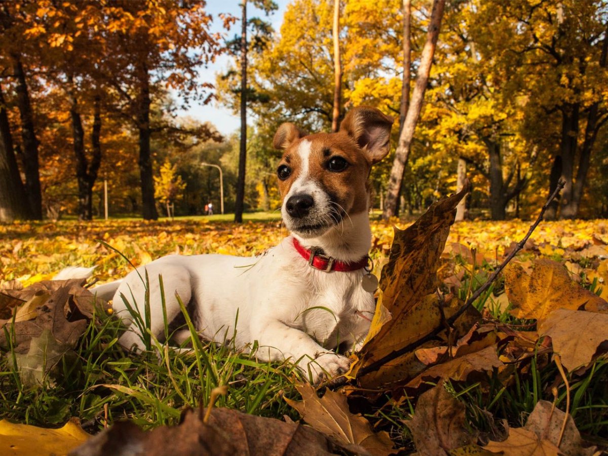 Собака Джек Рассел Террелл
