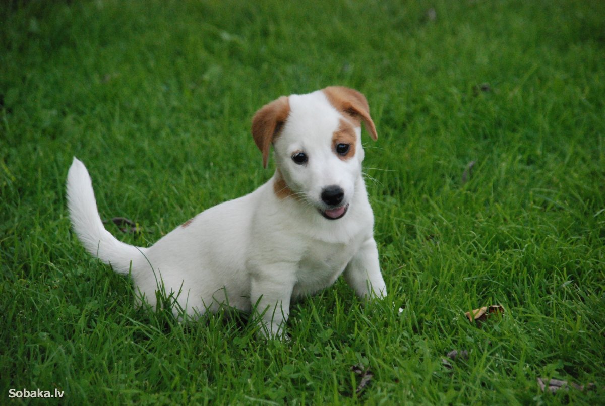 Терьер Джек Рассел терьер