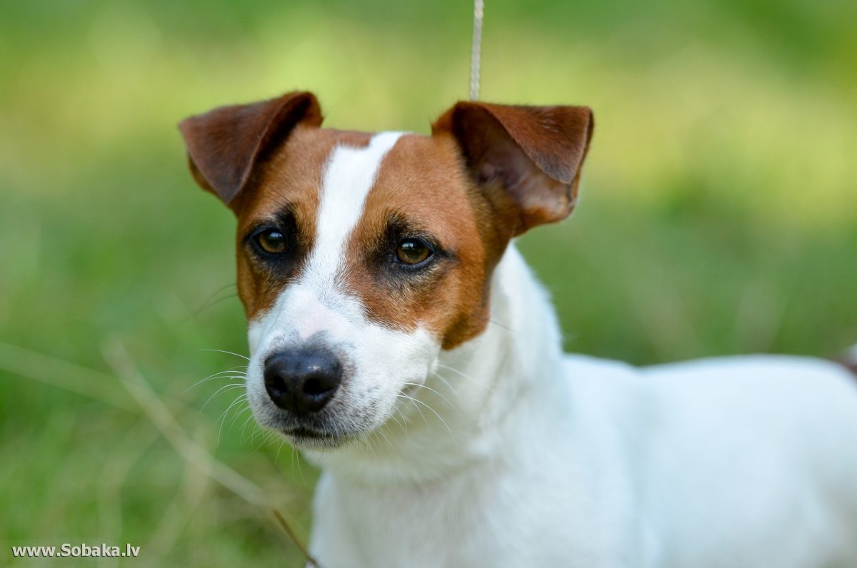 Парсон Джек Рассел терьер