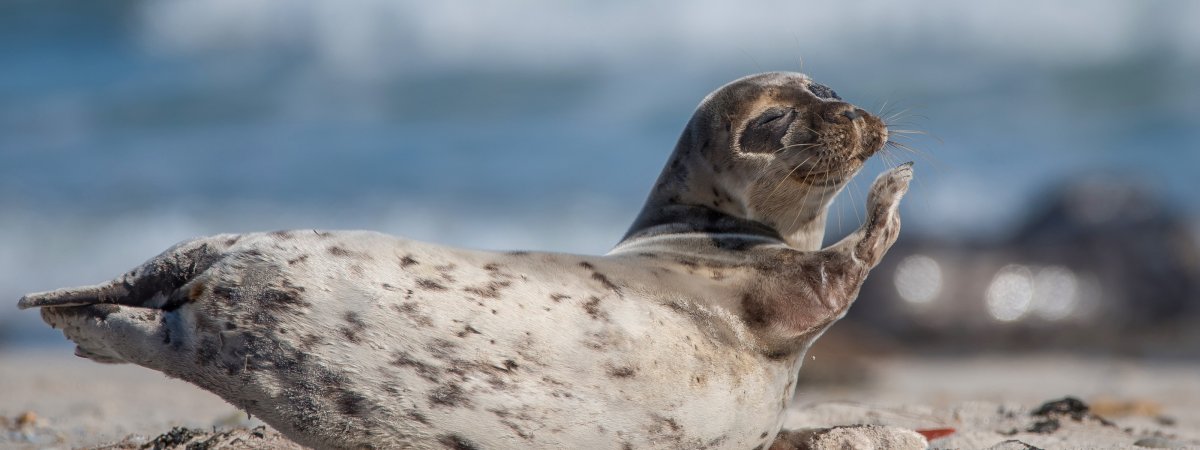 Морда тюленя