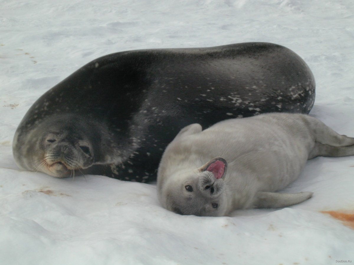 Тюлень лежит