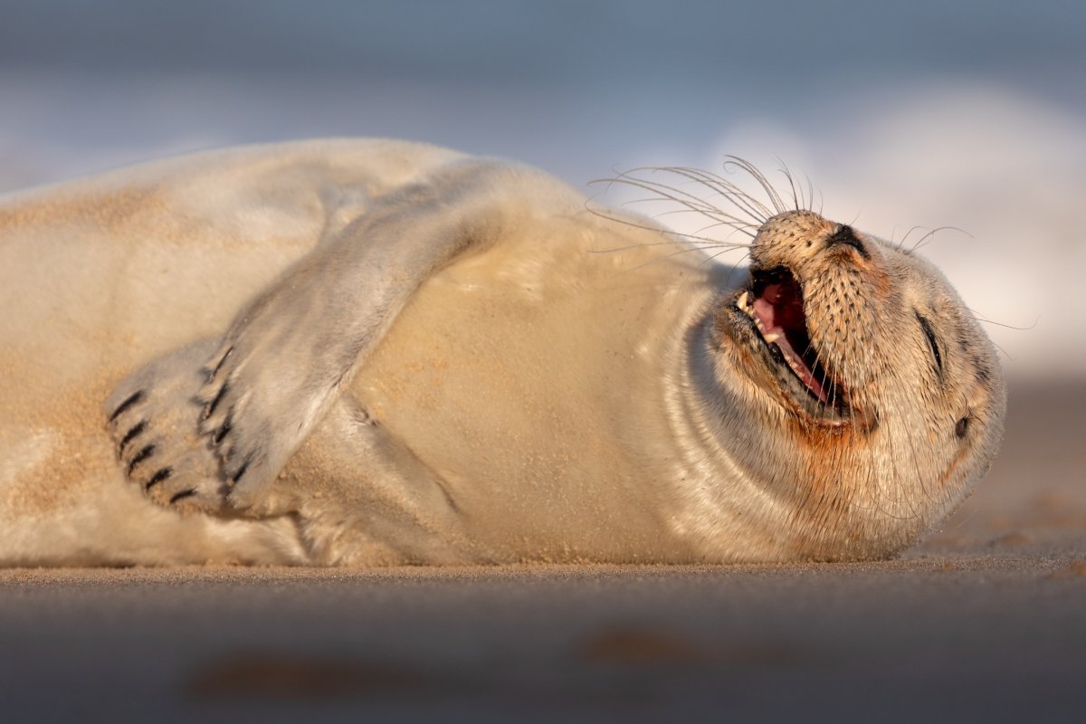 Морской котик