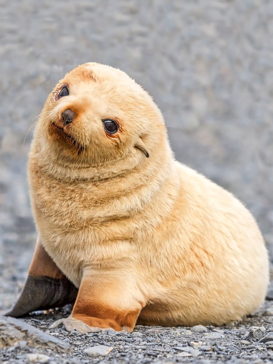 Морской котик