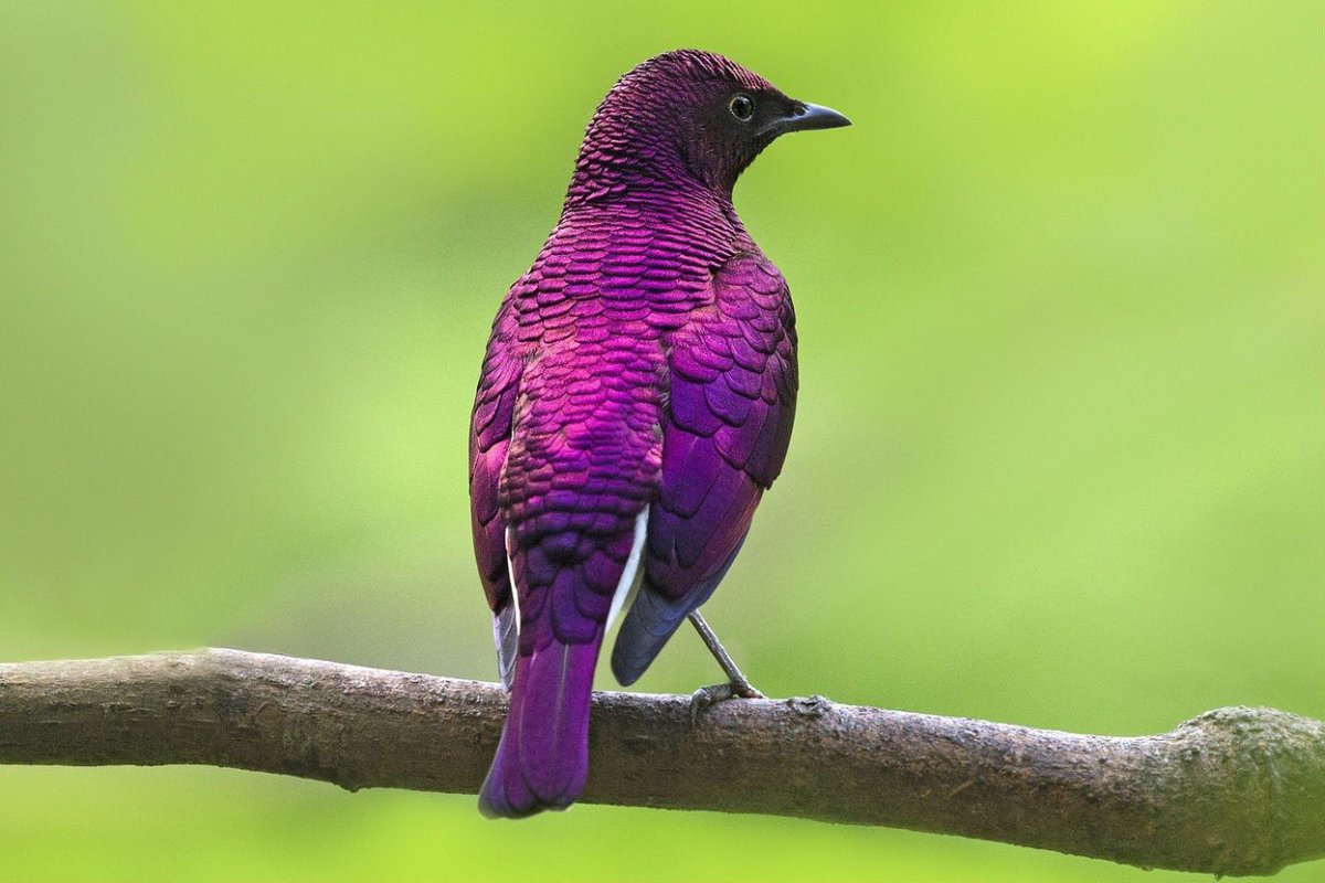 Аметистовый короткохвостый скворец