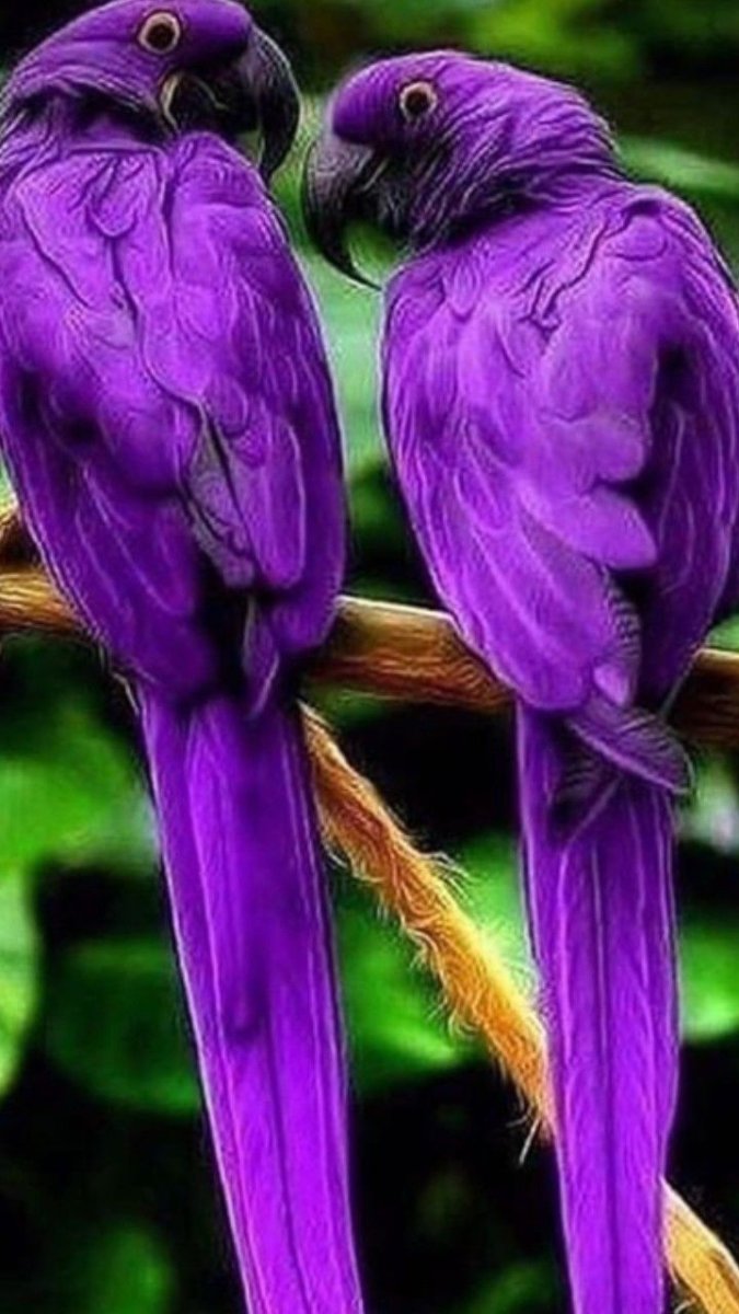 Сова сипуха обои