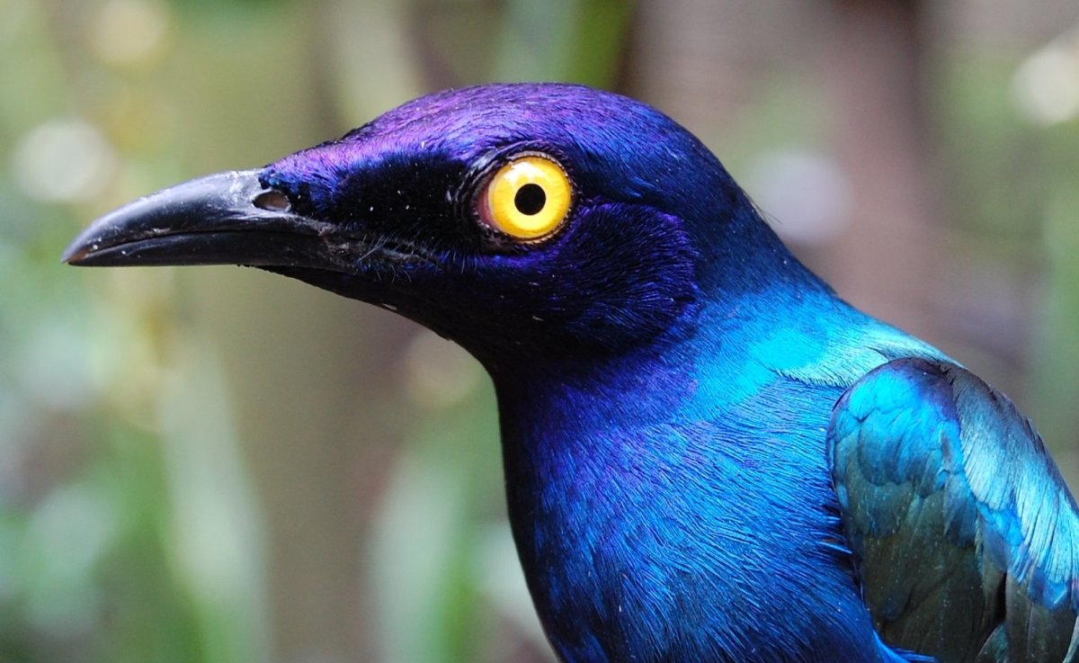 Разноцветные голуби