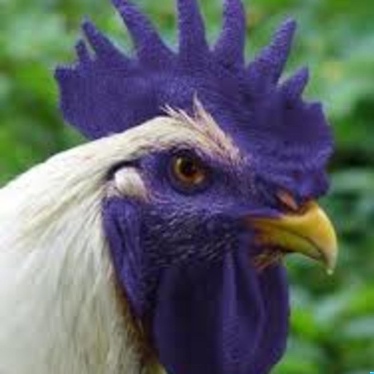 Неразлучник и волнистый попугай