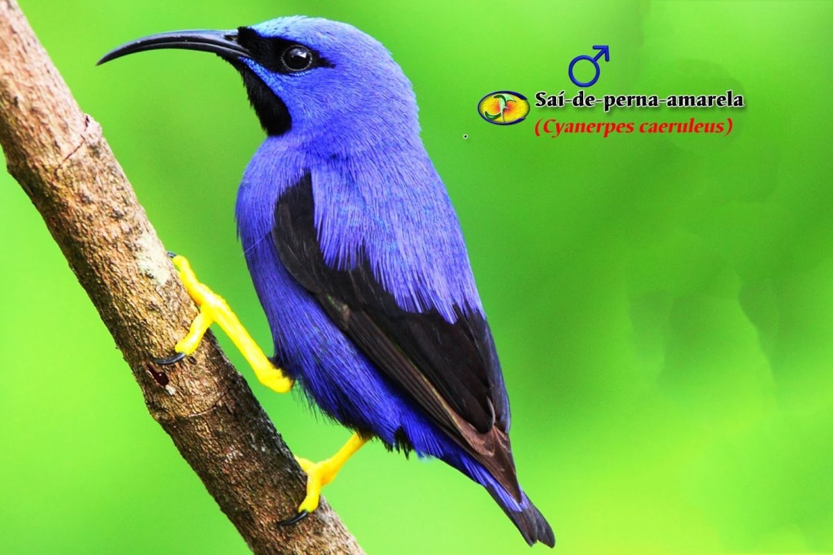 Птицы фиолетового цвета