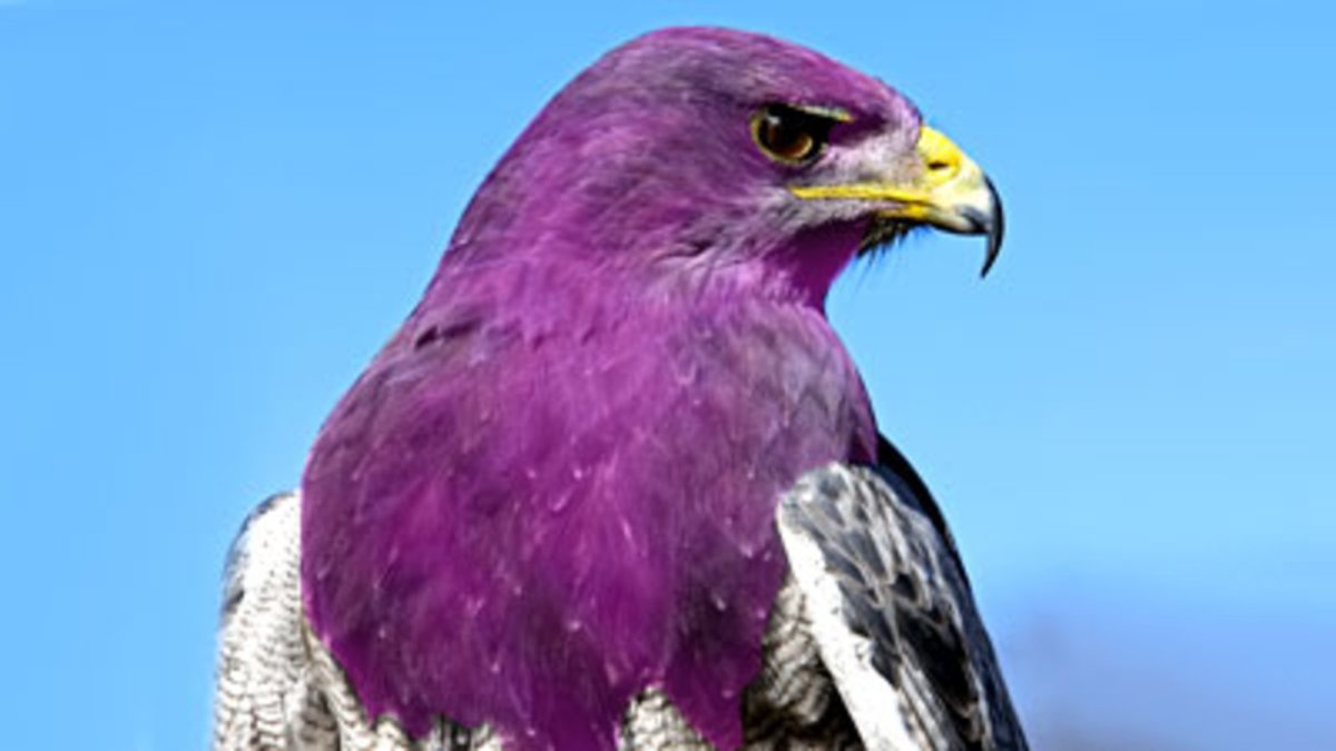 Пурпурно. Черноплечий Павлин