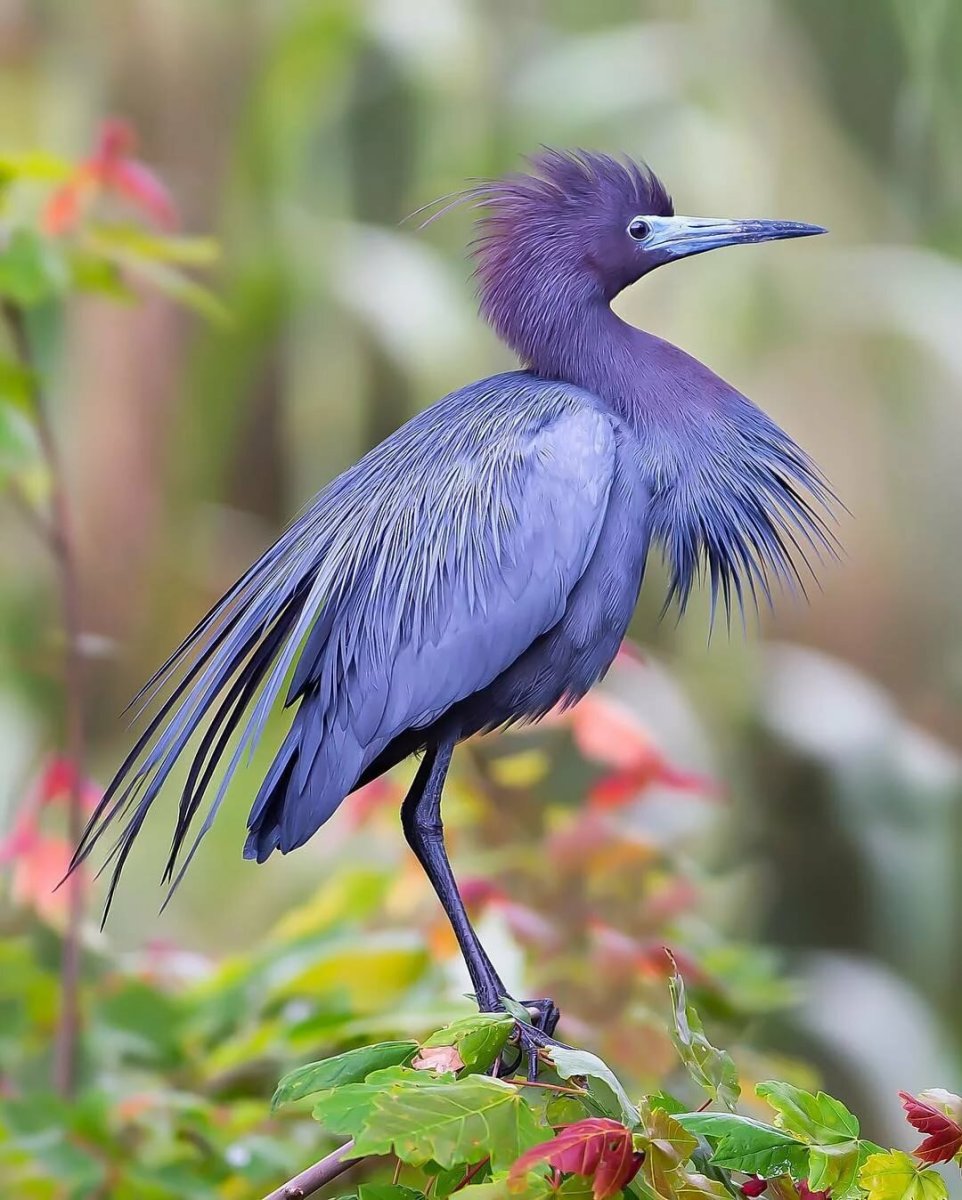 Пурпурный волнистый попугай лиловый