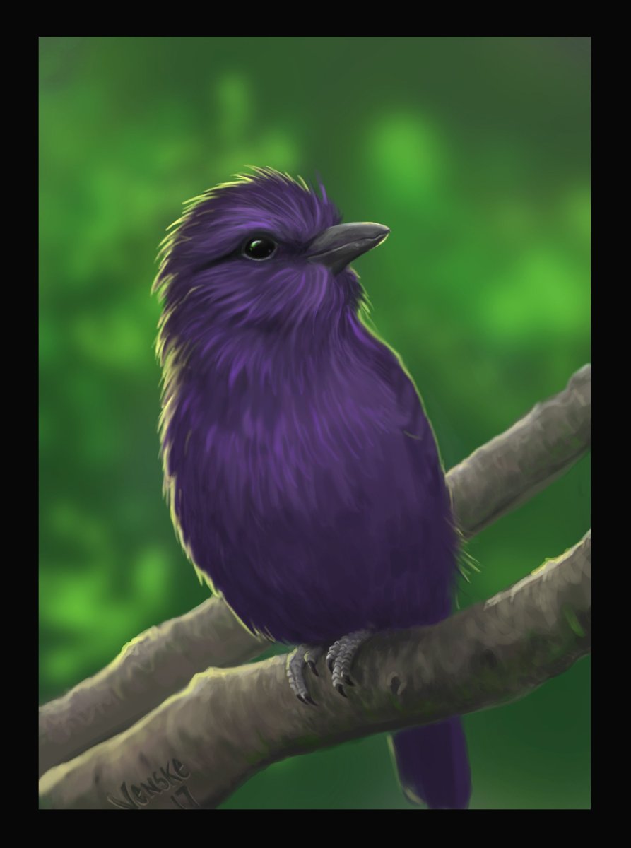 Аметистовый короткохвостый скворец