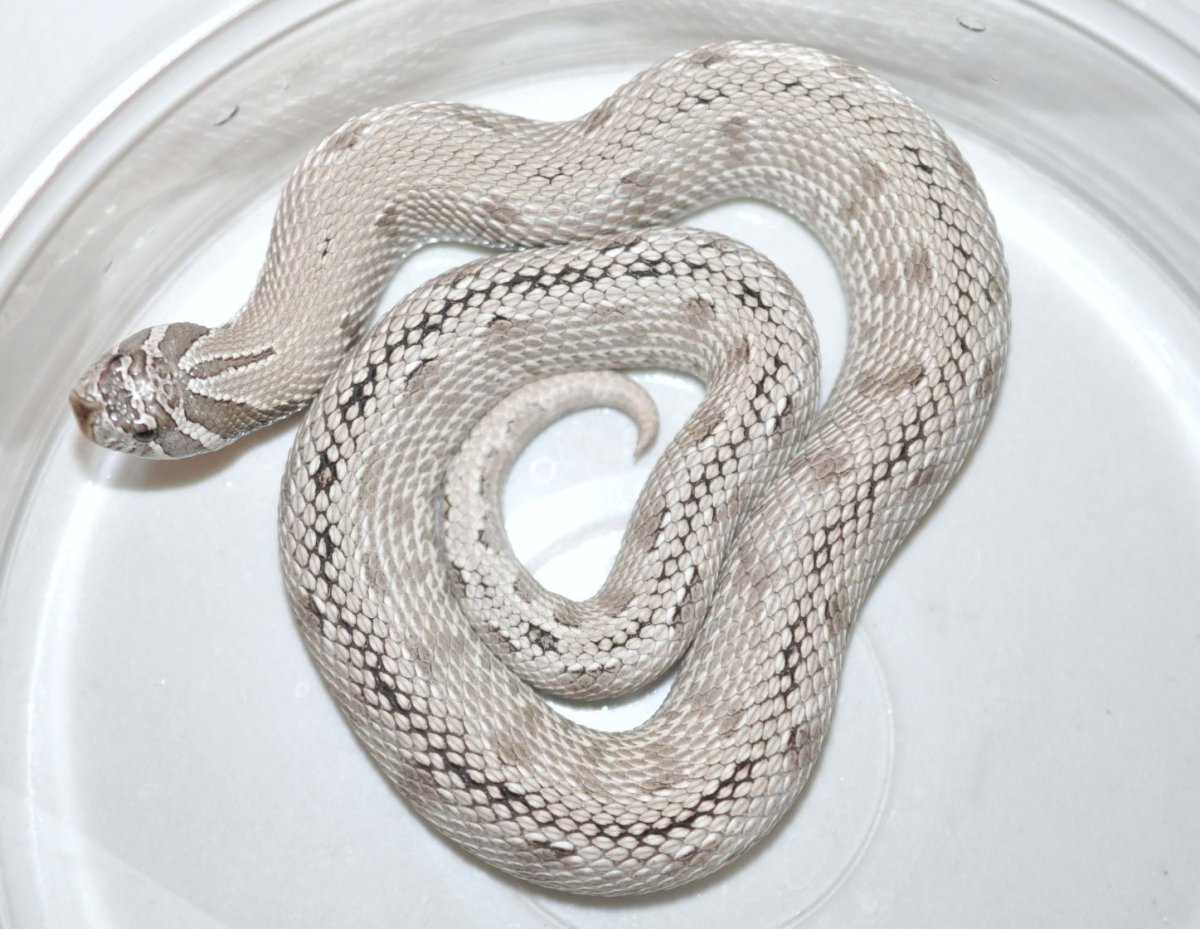 Змея красноспинный полоз